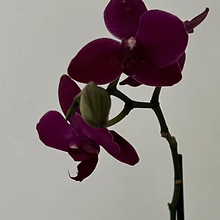 Love4rome Affittacamere 4*